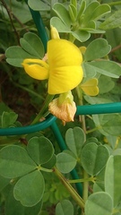 Crotalaria pumila