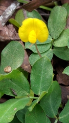 Arachis pintoi