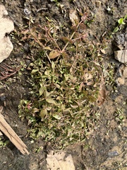 Lindernia anagallidea