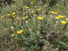 Berkheya angustifolia