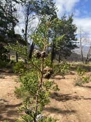 Widdringtonia wallichii