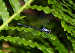 Austroargiolestes elke