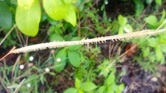 Cynodonteae