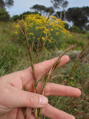 Cymbopogon marginatus