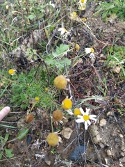 Tripleurospermum inodorum