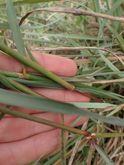 Cymbopogon marginatus