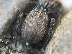 Attinella dorsata