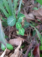 Lepidagathis inaequalis