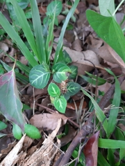 Lepidagathis inaequalis