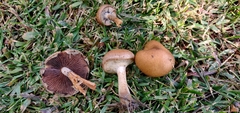 Lacrymaria lacrymabunda