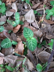 Lepidagathis inaequalis