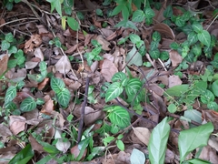 Lepidagathis inaequalis