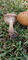 Lacrymaria lacrymabunda