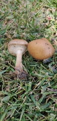 Lacrymaria lacrymabunda