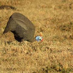 Numida meleagris coronatus