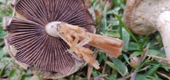 Lacrymaria lacrymabunda