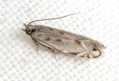 Battaristis nigratomella