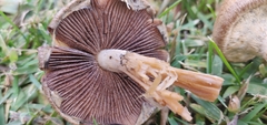 Lacrymaria lacrymabunda