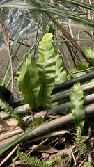 Asplenium nidus