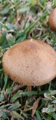 Lacrymaria lacrymabunda