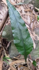 Leptochilus wrightii