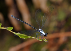 Austroargiolestes elke