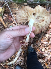 Rhodocollybia