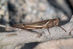 Stenocatantops splendens