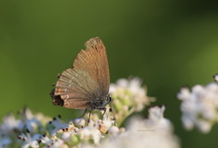 Satyrium ilicis