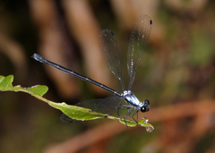 Austroargiolestes elke