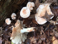 Rhodocollybia
