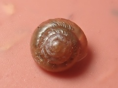 Euconulidae