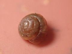 Euconulidae