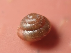 Euconulidae
