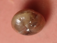 Euconulidae