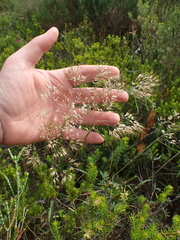 Pentameris curvifolia
