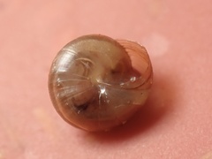 Euconulidae