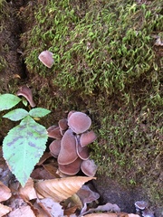 Auricularia