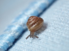 Euconulidae