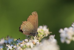 Satyrium ilicis