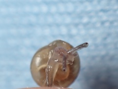 Euconulidae