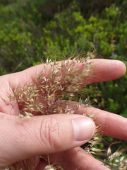 Pentameris curvifolia