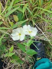 Thunbergia