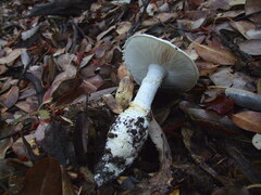 Amanita magniverrucata