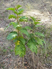 Solanum chrysotrichum