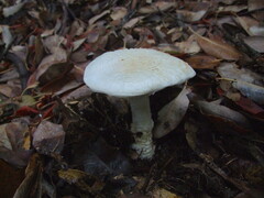 Amanita magniverrucata