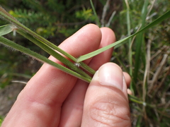 Pentameris curvifolia