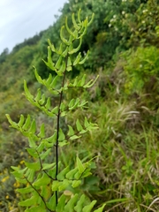 Cheilanthes viridis
