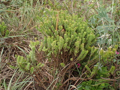Crassula ericoides
