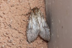 Pseudohemihyalea labecula